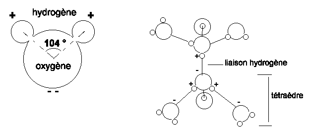 Figure 1:&nbsp;Structure et arrangement des molécules d'eau