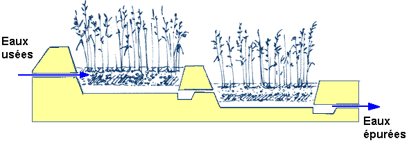 Figure 16:&nbsp;Principe d'une station à filtres plantés de roseaux
