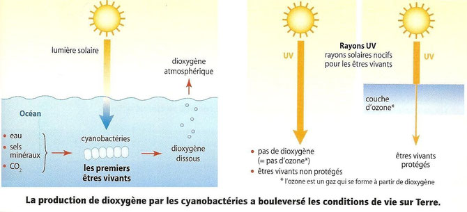 La production de dioxygène par les premières bactéries photosynthétiques: les cyanobactéries. Source: Jean Vilars SVT