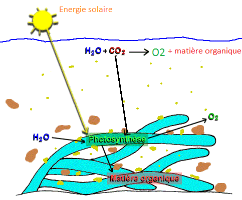 Shéma de la photosynthèse réalisée par les cyanobactéries créant le O2. Source: modifié de l'Académie de Rennes. Cliquer sur l'image pour suivre le lien