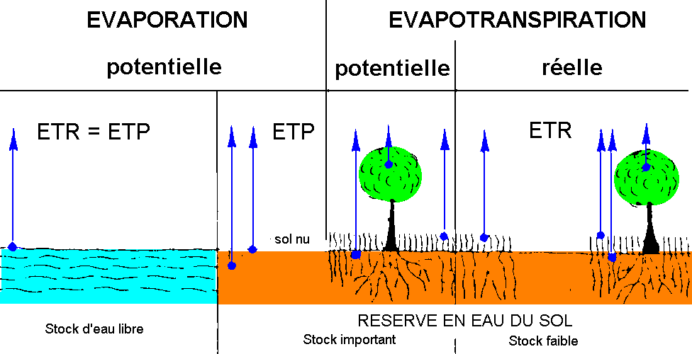 Figure 3:&nbsp;Evaporation et évapotranspiration potentielle et réelle