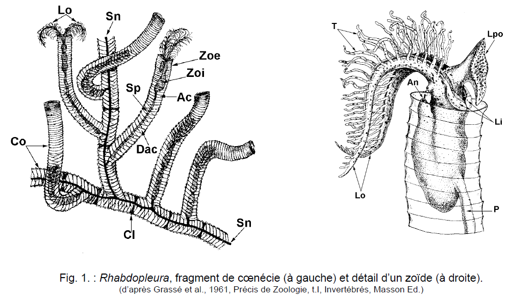Figure 1: Rhabdopleura, fragment de coenécie (à gauche) et détail d'un zoide (à droite)