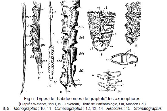 Figure 5: Types de rhabdosomes de graptoloides axonophores