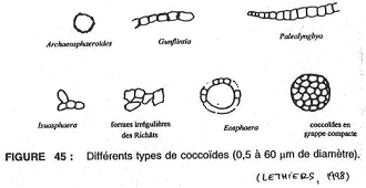 Différents types de coccoïdes (0,5 à 60 um de diamètre)