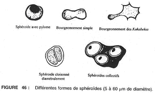 Différentes formes de sphéroïdes (5 à 60 um de diamètre)