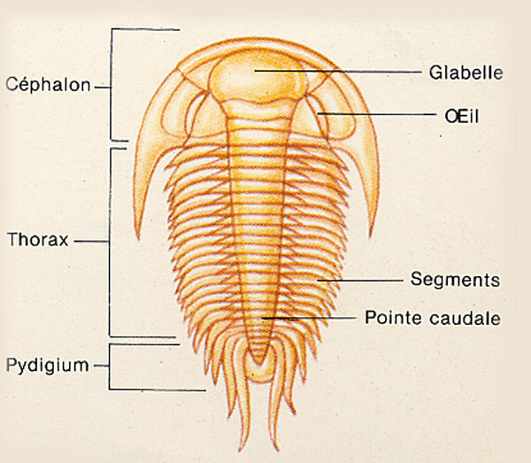 Dessin&nbsp;anatomie d'un Trilobite. © G. Pozzi