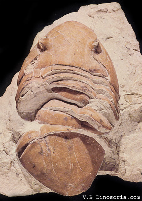 Homotelus bromidensis, un Trilibite de l'Ordovicien.&nbsp;©&nbsp;dinosoria.com