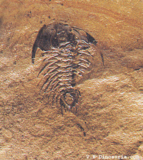 Zacanthoïdes&nbsp;typicalis, un Trilobite du Cambrien. © dinosoria.com