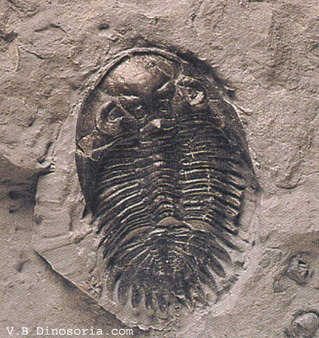 Greenops&nbsp;collitelus, un Trilobite du Dévonien. © dinosoria.com