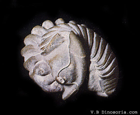 Trilobite&nbsp;&nbsp;roulé en boule. © dinosoria.com