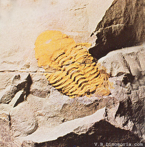Trilobite&nbsp;du Cambrien. Genre Conocoryphe. © dinosoria.com
