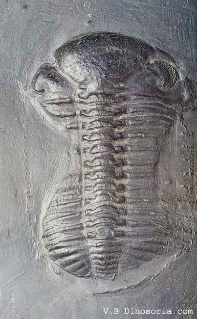 Trilobite&nbsp;du genre Phacops du Dévonien. © dinosoria