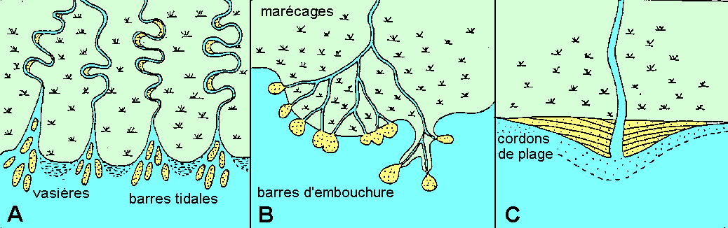 Figure 3:&nbsp;les 3 types de deltas    (A) dominance de marée; (B) dominance fluviatile;   (C) dominance de vagues