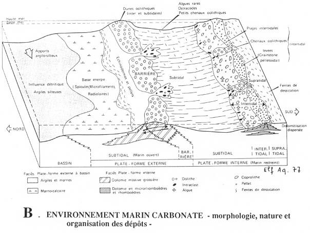 Environnement marin carbonate&nbsp;