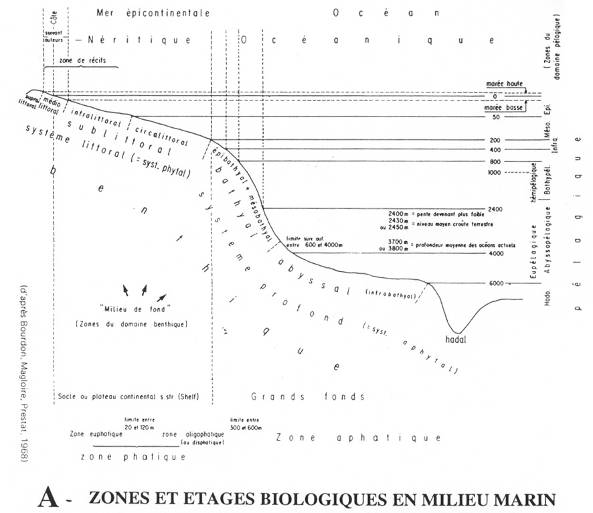 Zones et étages biologiques en milieu marin