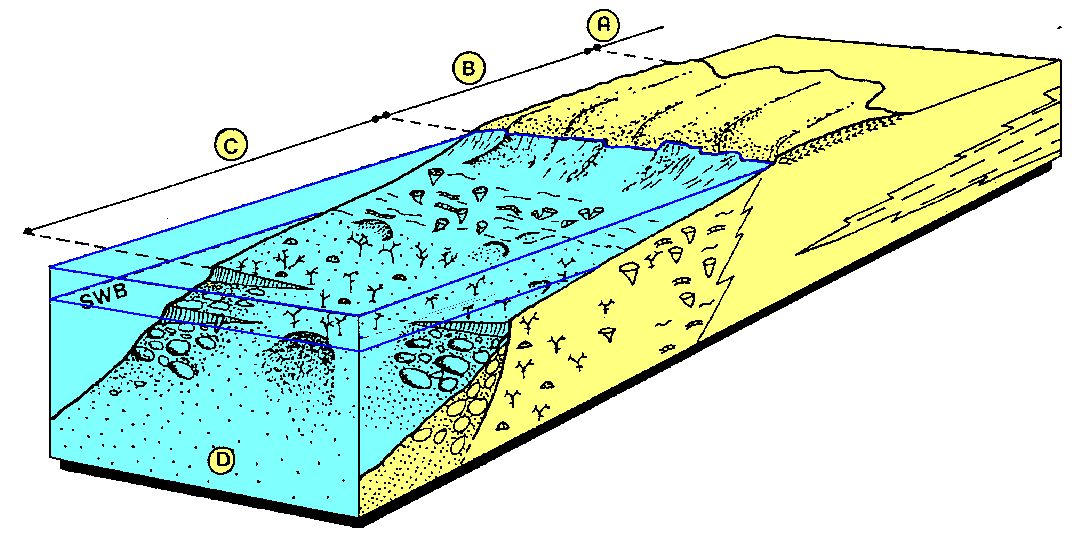 Figure 9:&nbsp;Reconstitution d'un milieu récifal au Carbonifère. (A) plate-forme interne; (B) récif mort; (C) récif vivant; (D) pente récifale ; (SWB) limite inférieure d'action des vagues