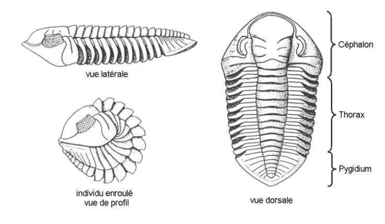Les trilobites