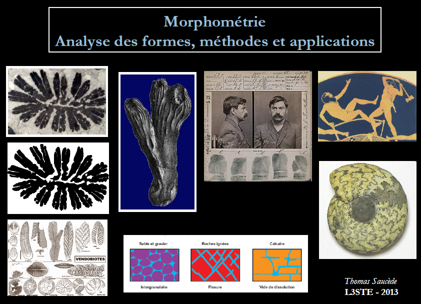 Morphométrie : analyse des formes, méthodes et applications