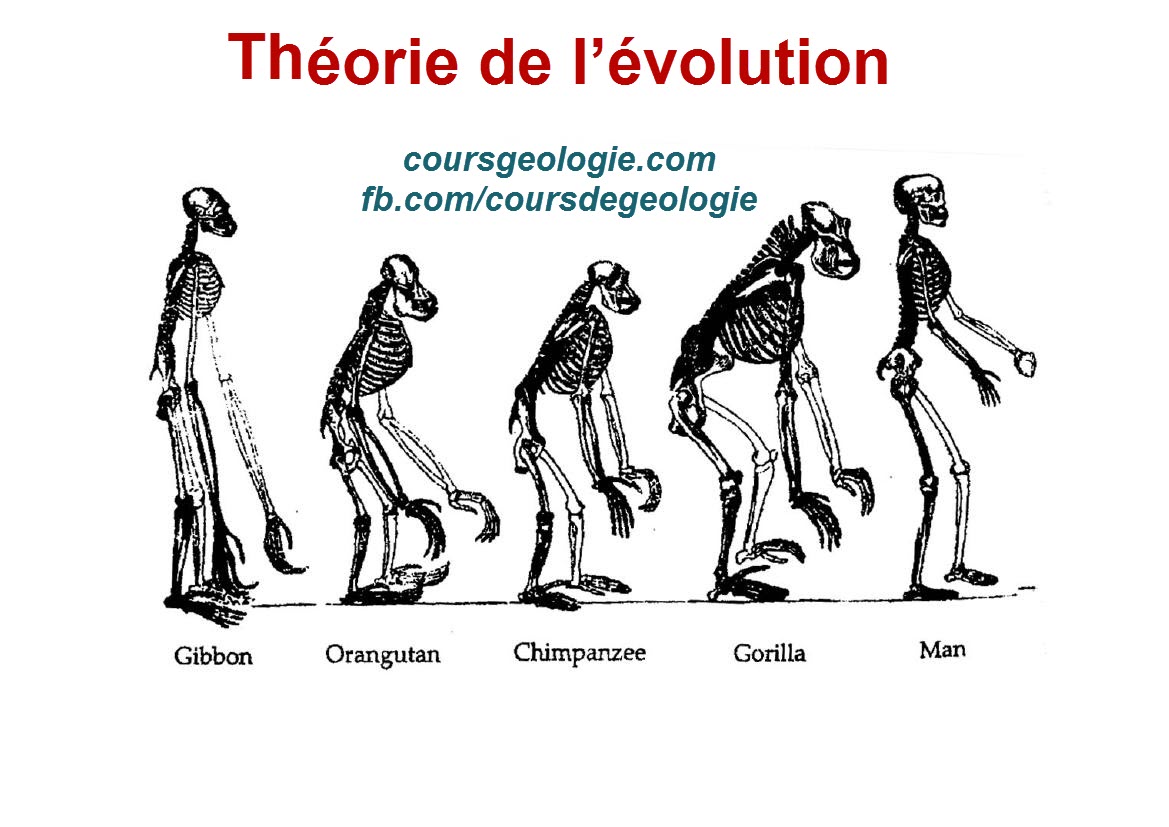 Théorie de l’évolution